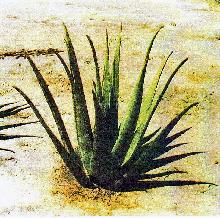 Aloe Vera Plant